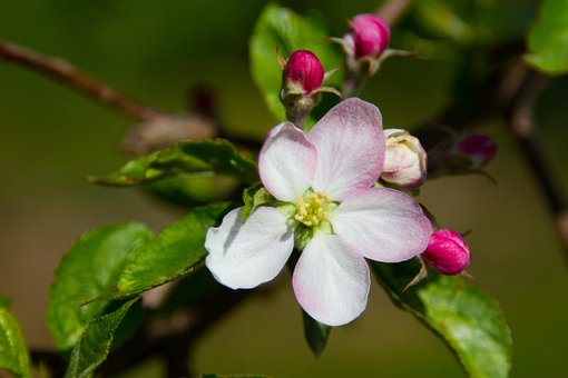 Æble, Æbleblomst, Blomstre, Æbletræ