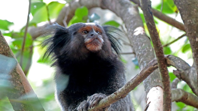 Free Monkey Branch photo and picture