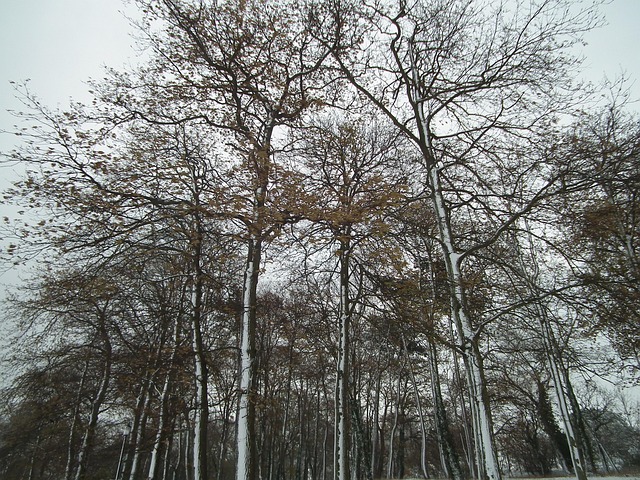 Inverno, Arvores, Nevado, Panorama