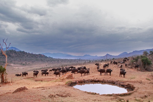 Wasserstelle, Büffel, Tiere, Afrika
