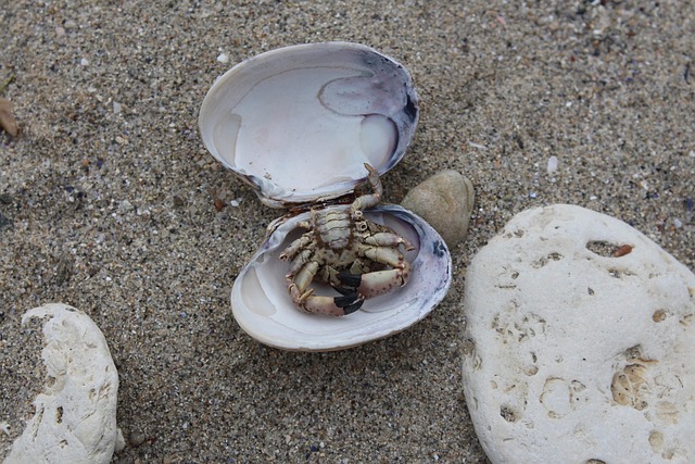 Oyster Crab Annual - Free photo on Pixabay - Pixabay