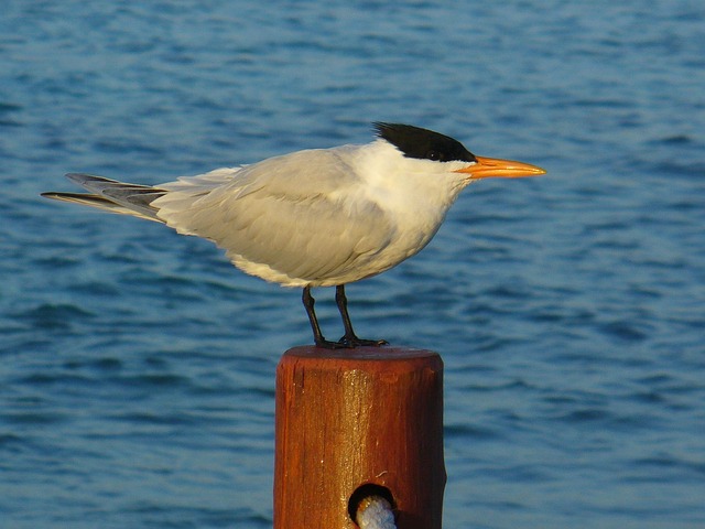 Möwe, Pole, Wasser