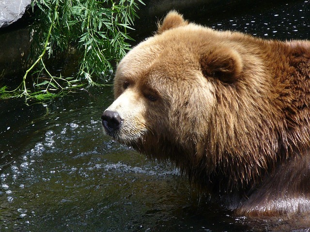 Bär, Tasse, Braun, Wasser, Braunbär