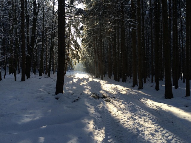 Free Winter Forest photo and picture