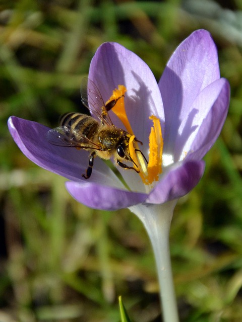 Free Spring Crocus photo and picture