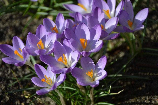 Free Spring Crocuses photo and picture