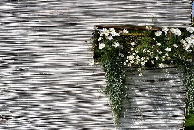 Free Summer Flower photo and picture