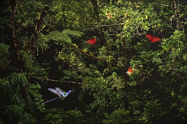 Selva, Colibrí, Helecho, Sale De