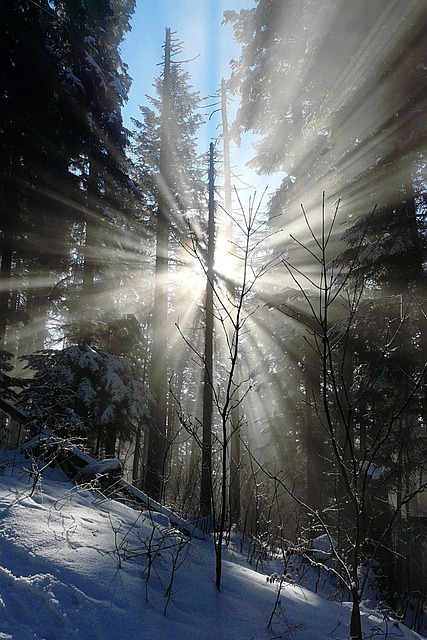 Vinterskov, Glorie, Morgensol, Nytårsdag