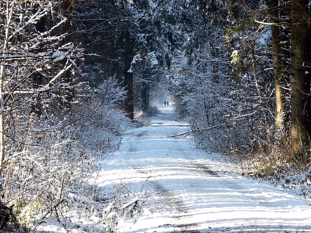 Vinterskov, Sti, Natur