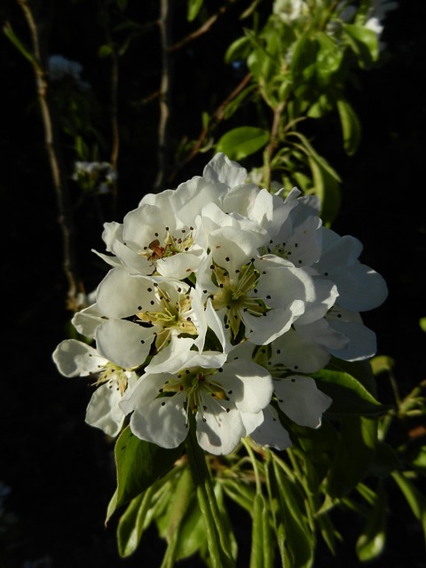 Kirschblüte, Garten, Draussen, Natur