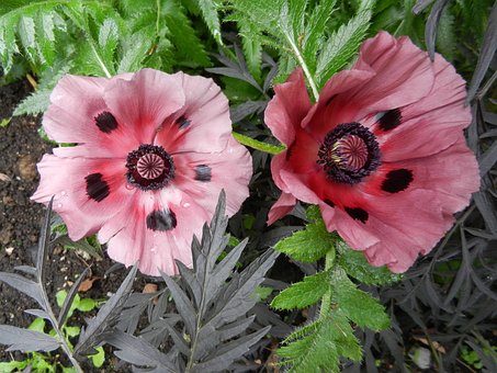 Mohn, Blume, Rosa, Natur, Sommer