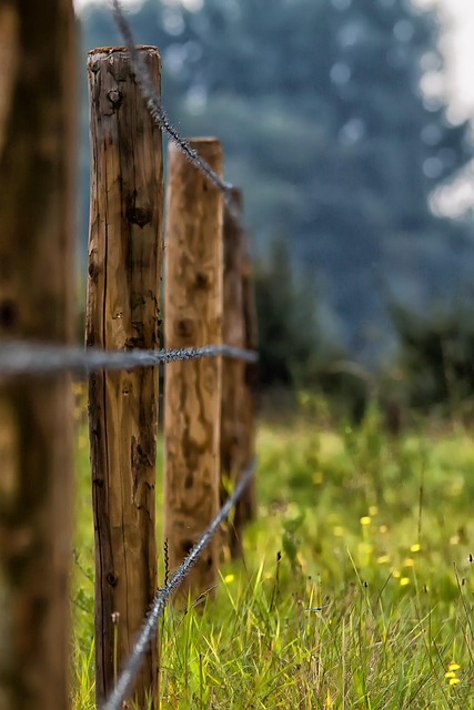 Free Fence Barbed Wire photo and picture