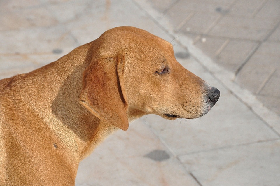 Anjing Emas Retriever Foto Gratis Di Pixabay