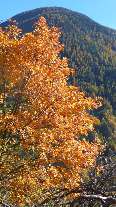 秋天 树 颜色 - Pixabay上的免费照片 - Pixabay