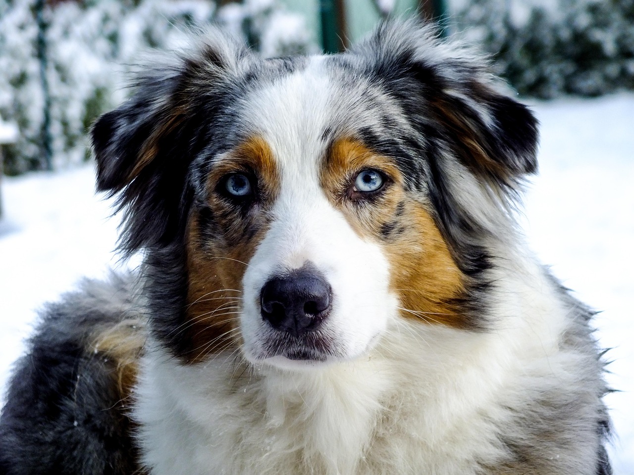 Chien Berger Australien Bleu Merle Photo Gratuite Sur Pixabay
