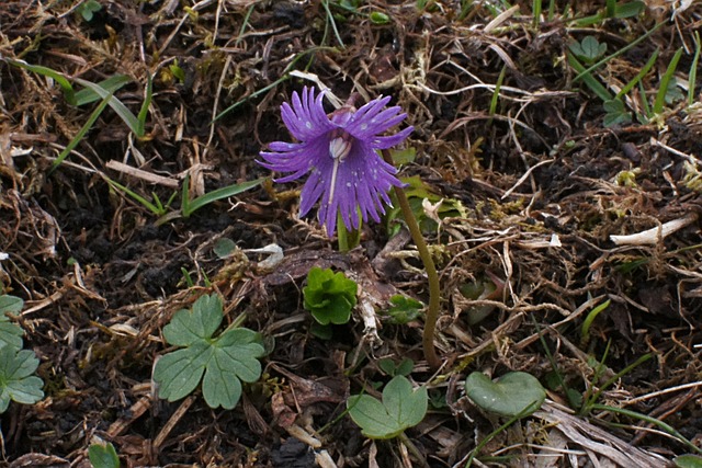 Alpine Klokker, Soldanella Alpina
