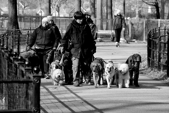 Free Park Dog photo and picture