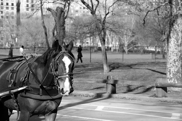Free Horse Carriage photo and picture