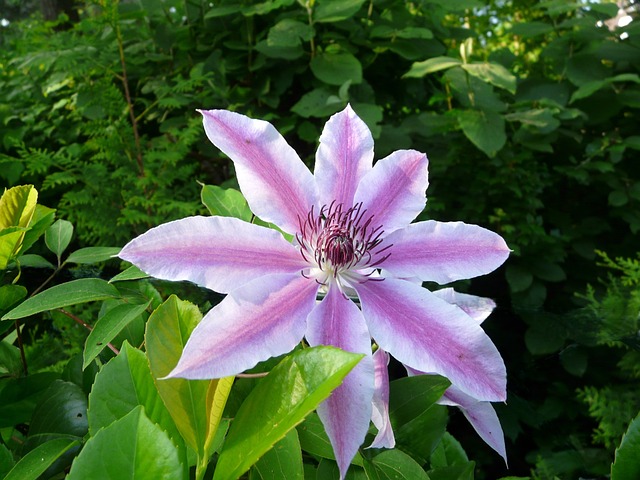 Klematis, Nelly, Moser, Tæt Op, Blomstre