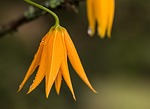 flower, dewdrop, orange