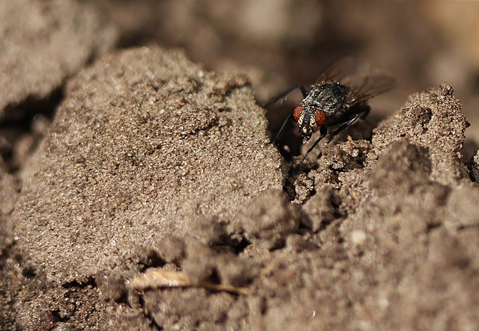 Insect Earth Floor Close - Free photo on Pixabay - Pixabay