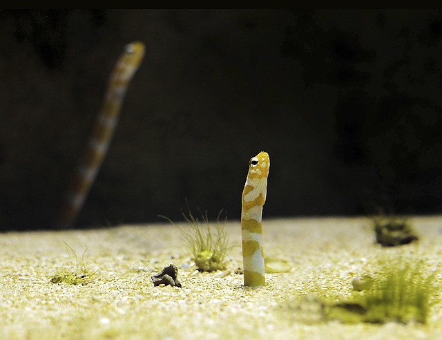 Free Worm Fish photo and picture