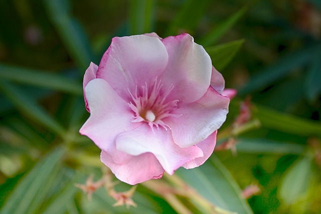 Blumen, Vegetation, Blume, Blühend
