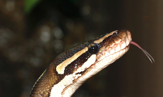 Free Line Ball Python photo and picture