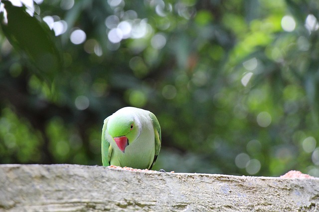 Free Parrot Bird photo and picture
