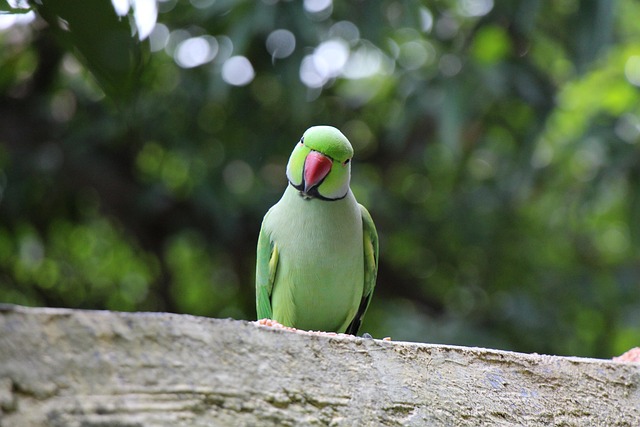 Free Parrot Bird photo and picture