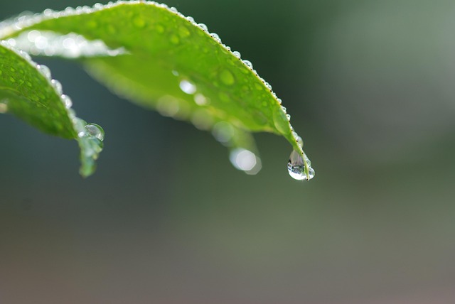 Free Spring In The Early Summer photo and picture