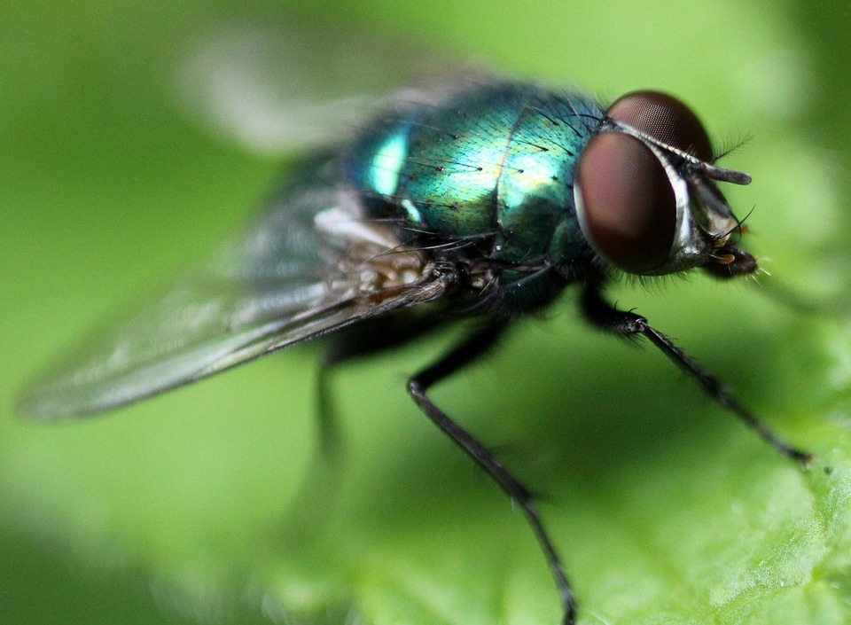 Fly Insect Imagine Insect Fly Nature - Free photo on Pixabay - Pixabay