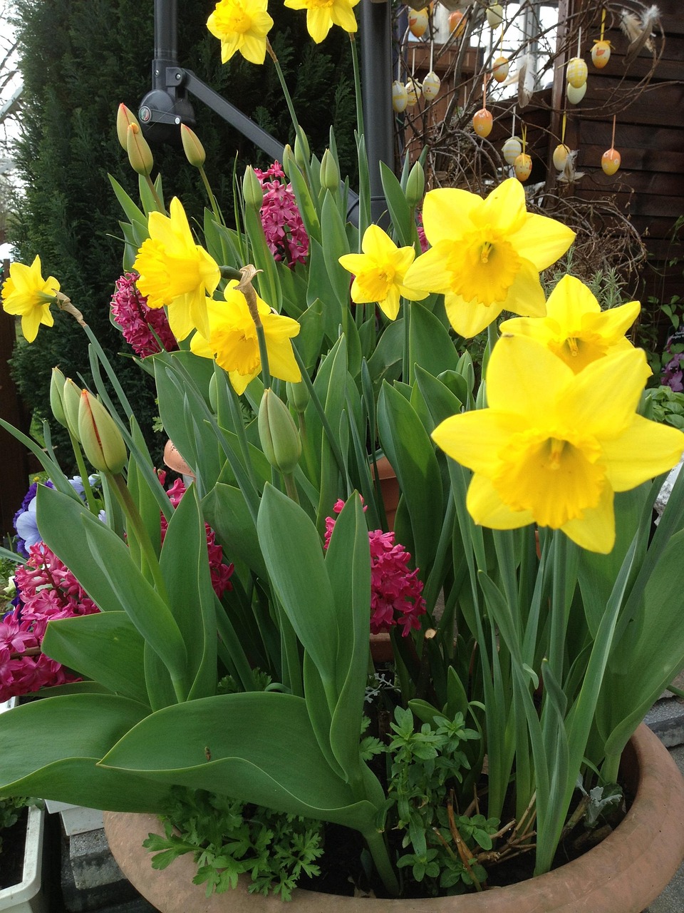 Daffodils Tulips Spring Flowers Free photo on Pixabay Pixabay