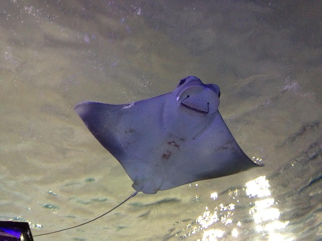 Manta, ray, water and ocean — photo by twice77
