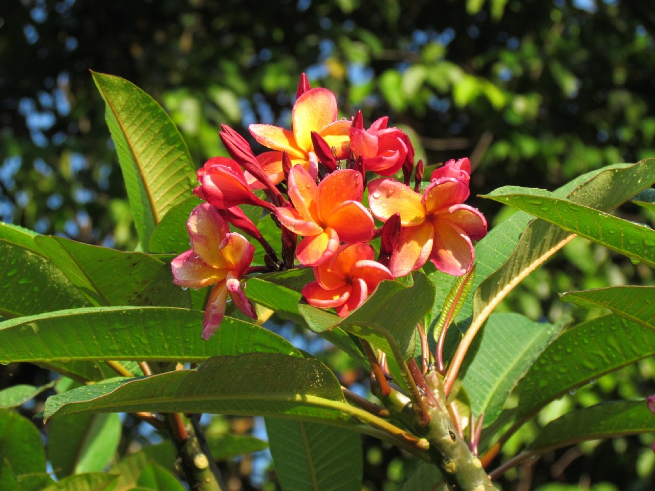 flower-607361_1280.jpg