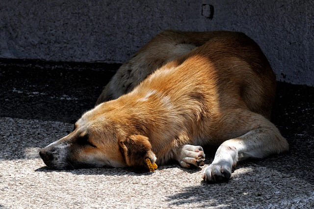 80+ Free Dog Napping & Nap Images - Pixabay