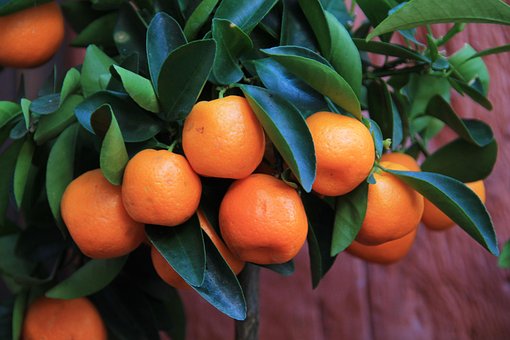 Fruta, Comida, Saudável, Vitaminas
