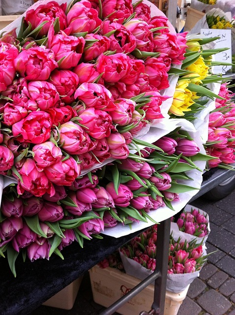 Free Tullips Flowers photo and picture