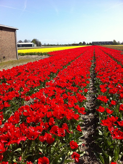 Free Tullips Red photo and picture