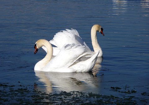 Cisne, Pássaro Aquático, Agua