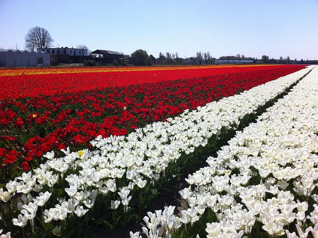 Free Field Tulips photo and picture