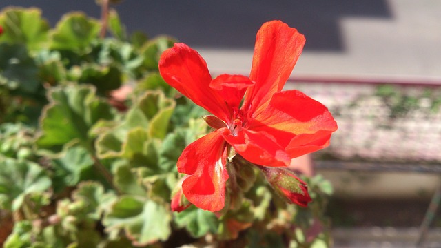Free Flowers Geranium photo and picture