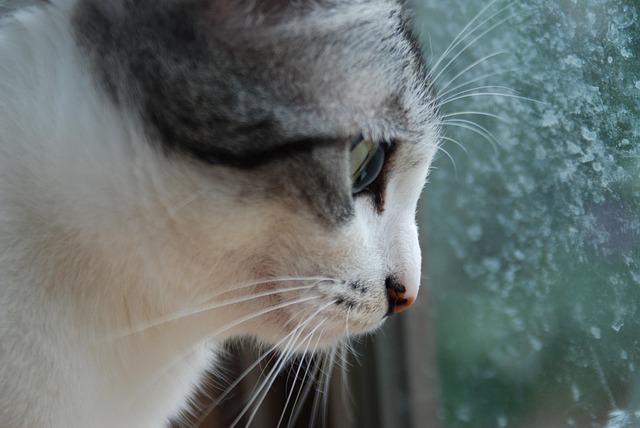 Free Cat Cute photo and picture