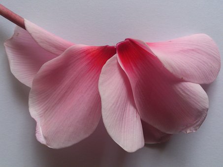 Free Flower Pink photo and picture
