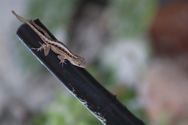 Eidechse, Reptil, Natur, Tier