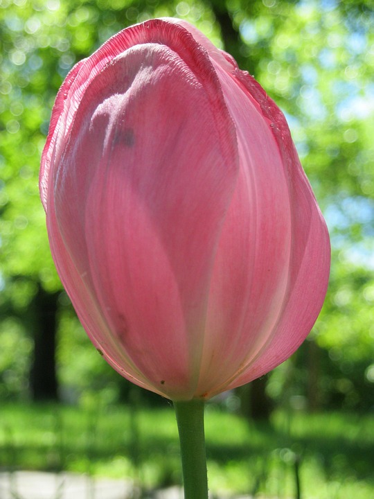 Free photo Tulip, Pink, Flower, Spring, Floral Free Image on Pixabay