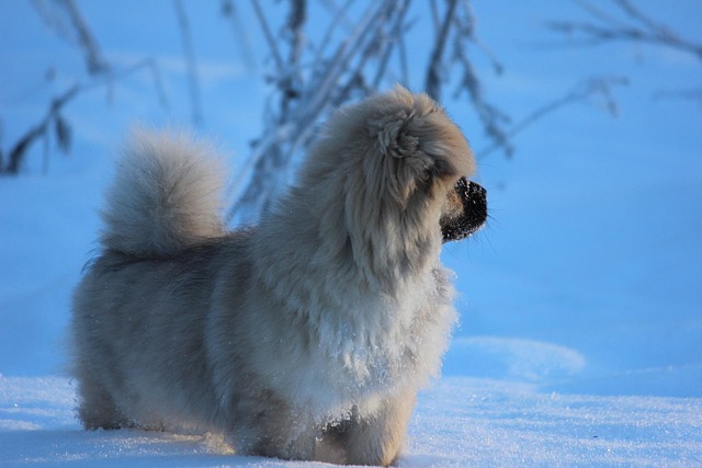 Tibetansk Spaniel, Hundehvalp, Vinter