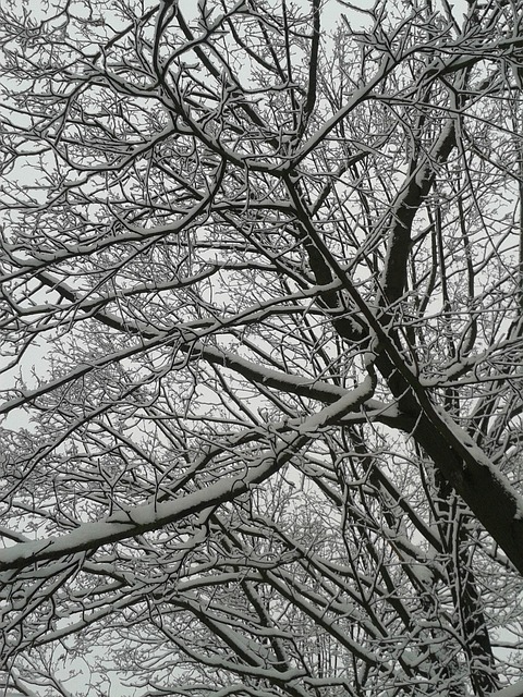 Free Winter Snow photo and picture