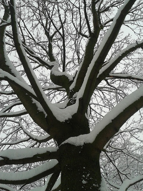 Free Winter Snow photo and picture